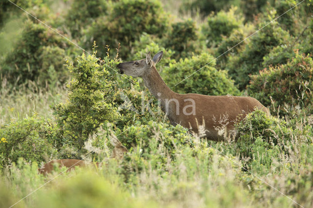 Edelhert (Cervus elaphus)