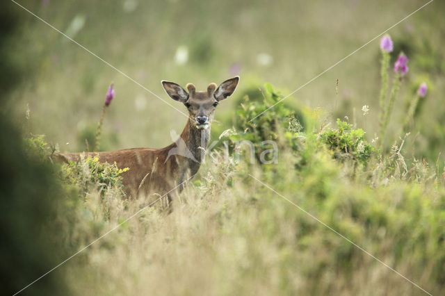 Edelhert (Cervus elaphus)