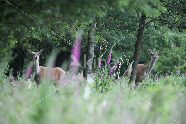 Edelhert (Cervus elaphus)