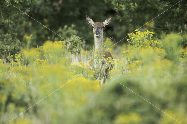 Edelhert (Cervus elaphus)