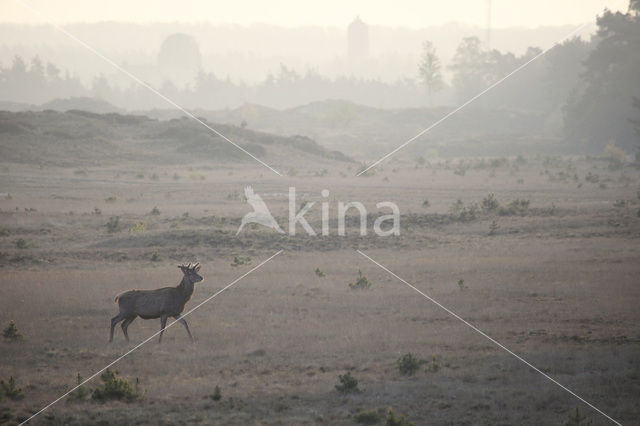 Edelhert (Cervus elaphus)