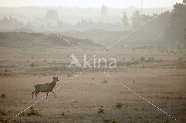 Edelhert (Cervus elaphus)