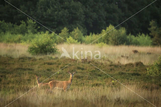 Edelhert (Cervus elaphus)