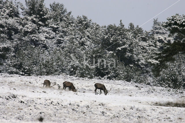 Edelhert (Cervus elaphus)