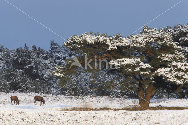 Edelhert (Cervus elaphus)