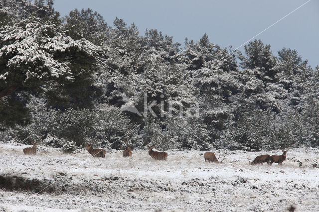 Edelhert (Cervus elaphus)