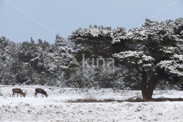 Edelhert (Cervus elaphus)