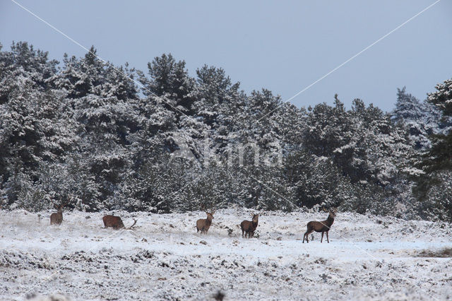 Edelhert (Cervus elaphus)