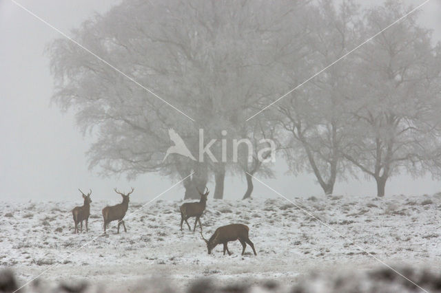 Edelhert (Cervus elaphus)