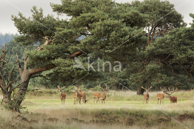 Edelhert (Cervus elaphus)