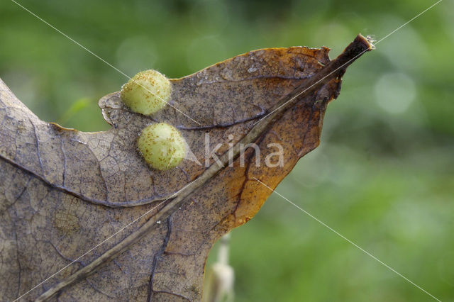 Oak (Quercus)