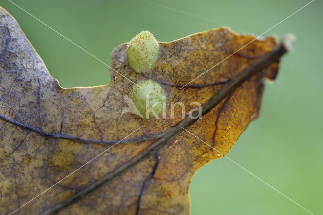 Oak (Quercus)