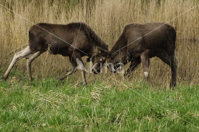 Eland (Alces alces)