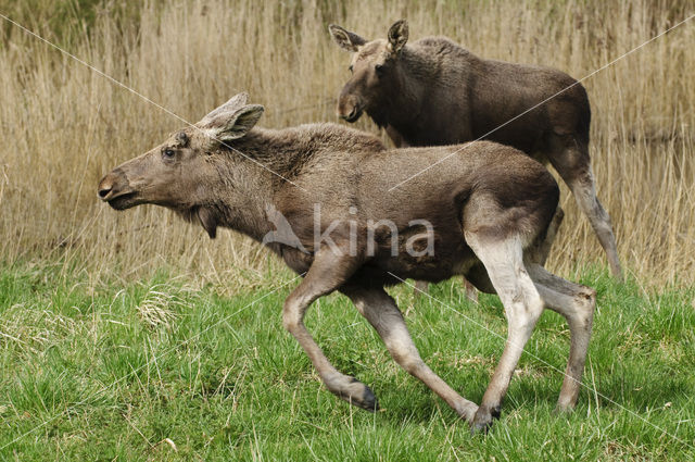 Eland (Alces alces)