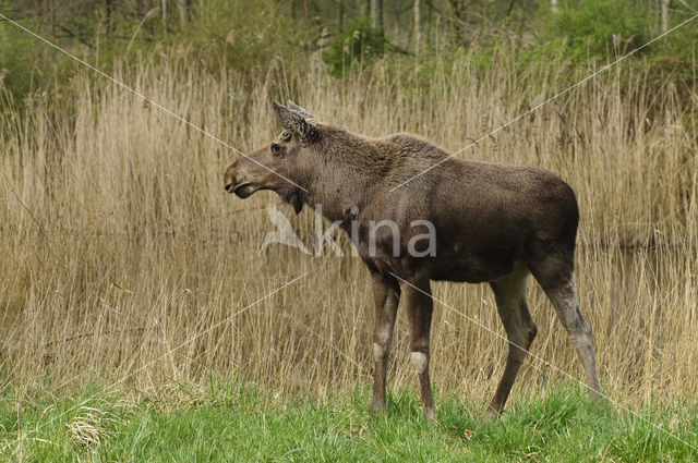 Eland (Alces alces)