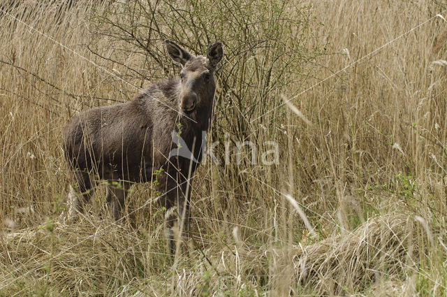 Eland (Alces alces)