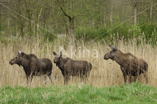 Eland (Alces alces)