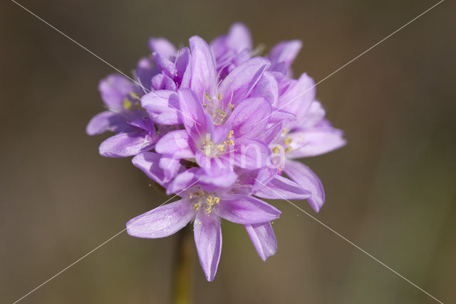 Engels gras (Armeria maritima)