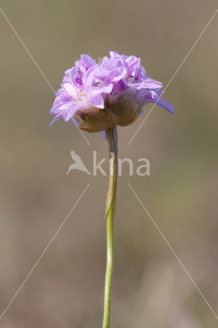 Engels gras (Armeria maritima)