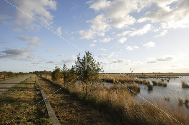 Fochteloërveen