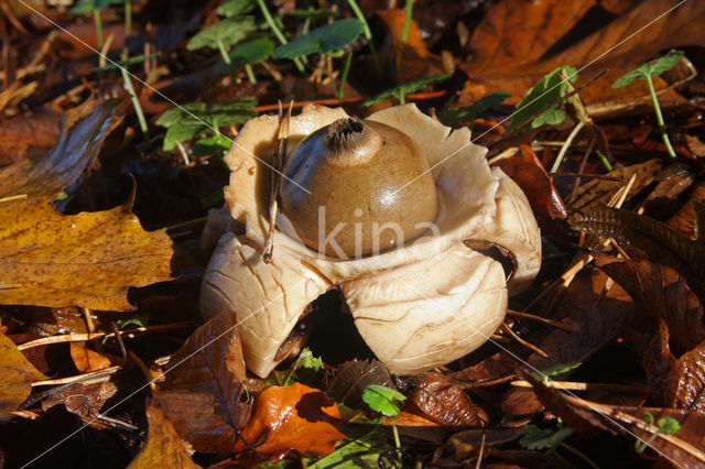 Gekraagde aardster (Geastrum triplex)