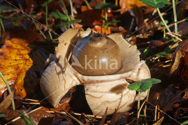 Gekraagde aardster (Geastrum triplex)