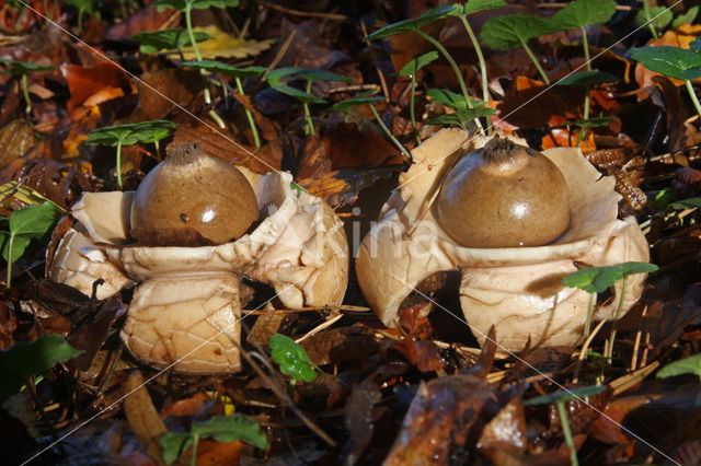 Gekraagde aardster (Geastrum triplex)