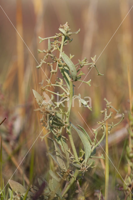 Stalked Orache (Atriplex pedunculata)