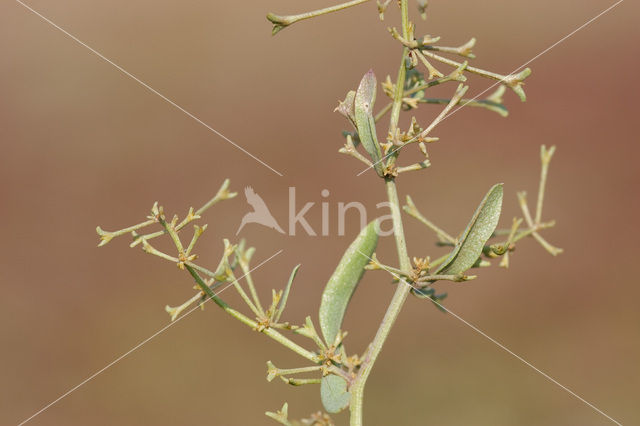 Stalked Orache (Atriplex pedunculata)