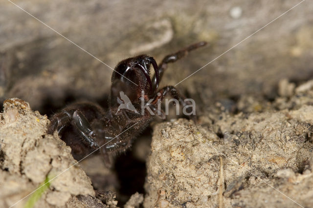 Gewone mijnspin (Atypus affinis)