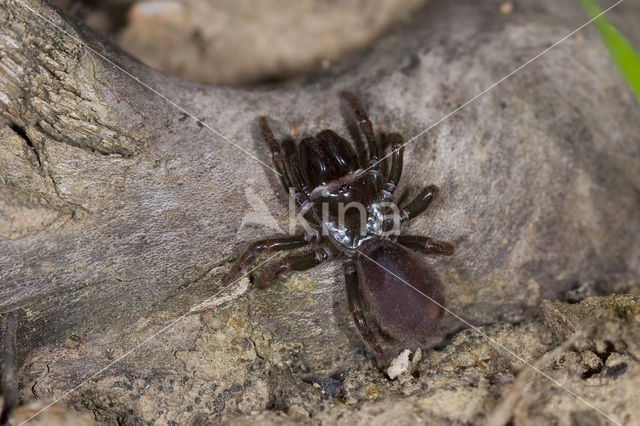 Gewone mijnspin (Atypus affinis)