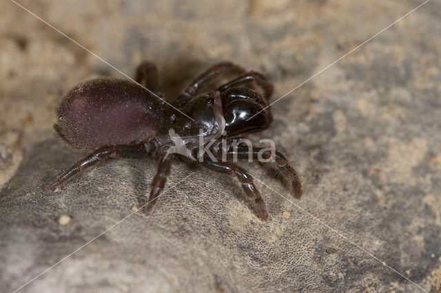 Gewone mijnspin (Atypus affinis)