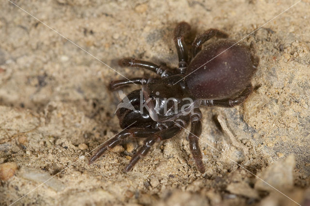 Gewone mijnspin (Atypus affinis)