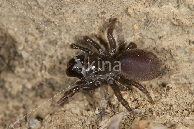 Gewone mijnspin (Atypus affinis)