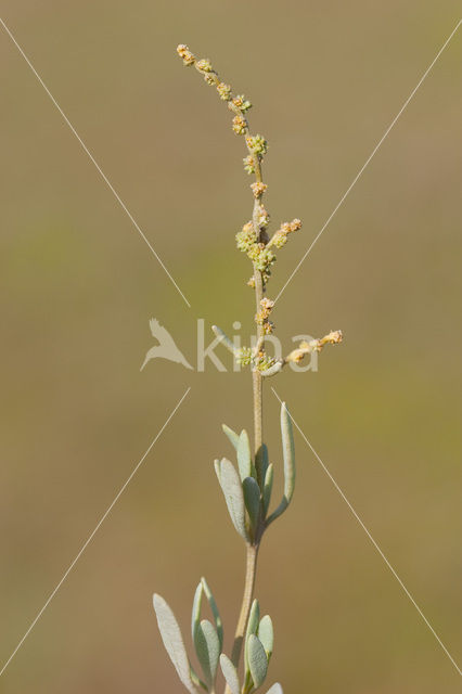 Gewone zoutmelde (Atriplex portulacoides)