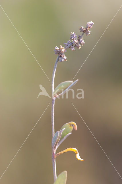 Gewone zoutmelde (Atriplex portulacoides)