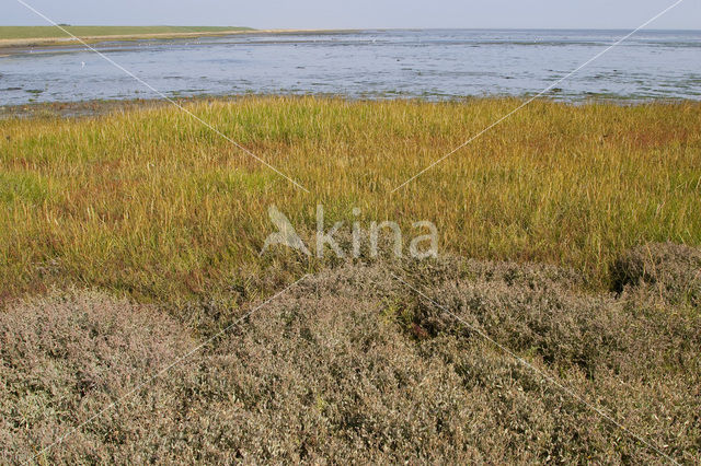 Gewone zoutmelde (Atriplex portulacoides)