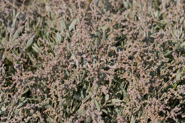 Gewone zoutmelde (Atriplex portulacoides)