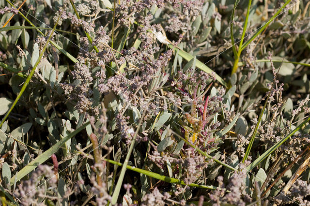 Gewone zoutmelde (Atriplex portulacoides)