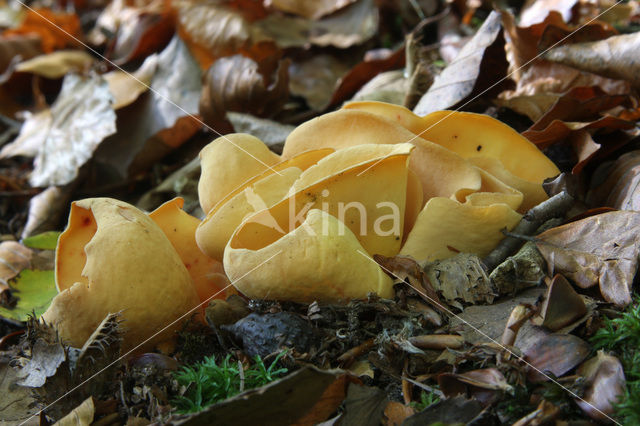 Hare’s ear (Otidea onotica)