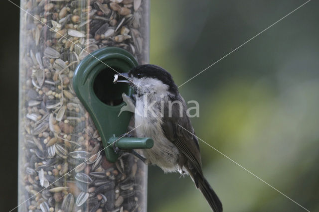 Glanskop (Parus palustris)