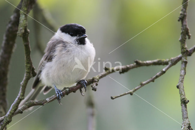 Glanskop (Parus palustris)