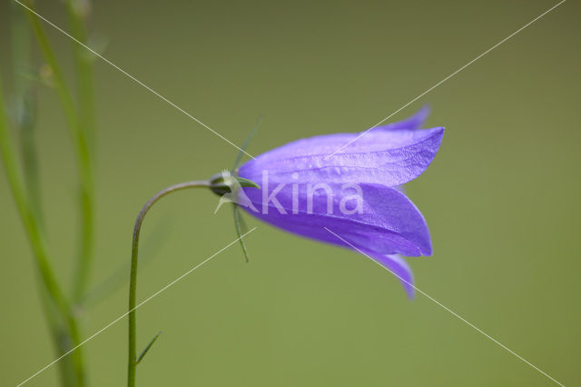 Grasklokje (Campanula rotundifolia)