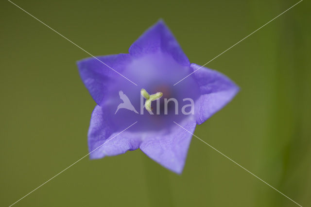 Grasklokje (Campanula rotundifolia)