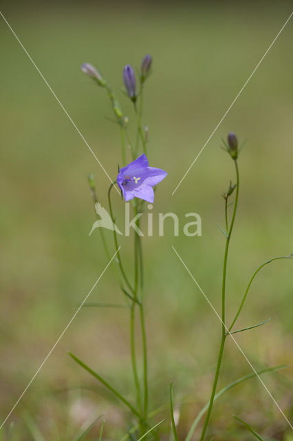 Grasklokje (Campanula rotundifolia)