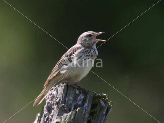 Graspieper (Anthus pratensis)