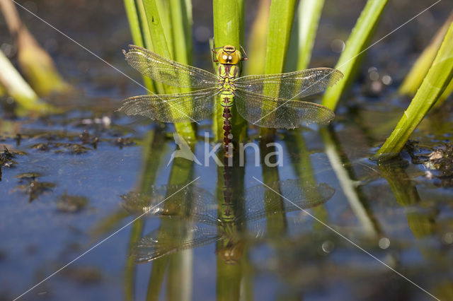 Groene glazenmaker (Aeshna viridis)