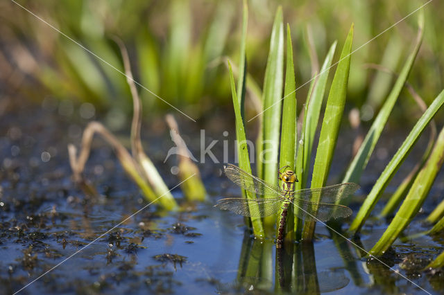 Groene glazenmaker (Aeshna viridis)