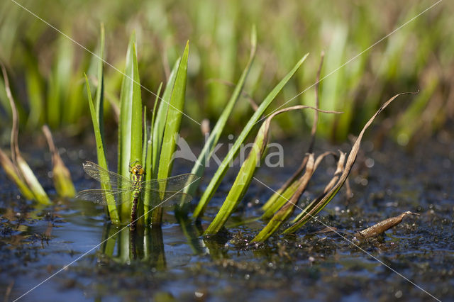 Groene glazenmaker (Aeshna viridis)