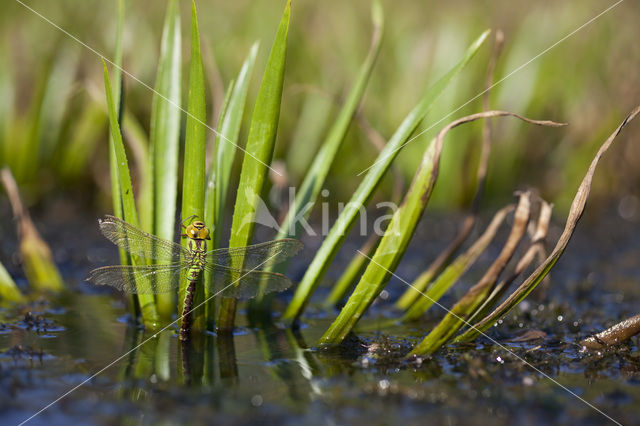 Groene glazenmaker (Aeshna viridis)